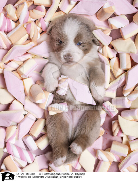 4 Wochen alter Miniature Australian Shepherd Welpe / 4 weeks old Miniature Australian Shepherd puppy / AH-08089