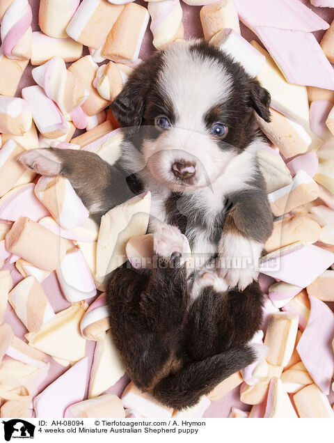4 Wochen alter Miniature Australian Shepherd Welpe / 4 weeks old Miniature Australian Shepherd puppy / AH-08094
