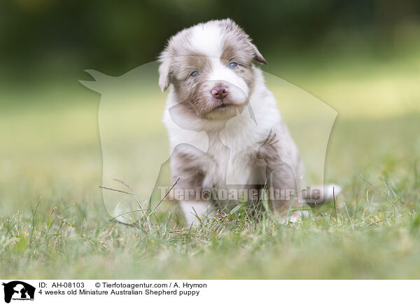 4 Wochen alter Miniature Australian Shepherd Welpe / 4 weeks old Miniature Australian Shepherd puppy / AH-08103