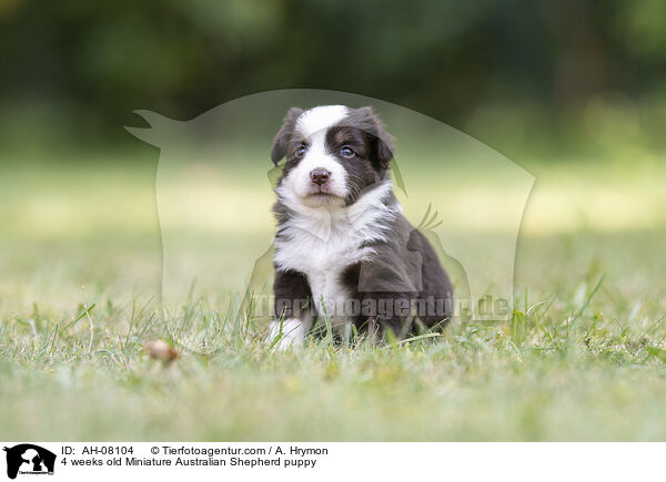 4 Wochen alter Miniature Australian Shepherd Welpe / 4 weeks old Miniature Australian Shepherd puppy / AH-08104