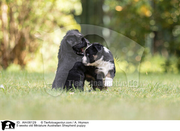 5 Wochen alter Miniature Australian Shepherd Welpe / 5 weeks old Miniature Australian Shepherd puppy / AH-08129