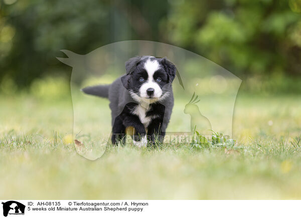 5 Wochen alter Miniature Australian Shepherd Welpe / 5 weeks old Miniature Australian Shepherd puppy / AH-08135