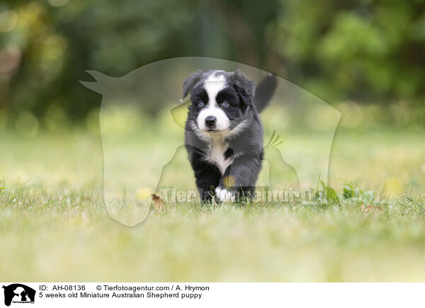 5 Wochen alter Miniature Australian Shepherd Welpe / 5 weeks old Miniature Australian Shepherd puppy / AH-08136