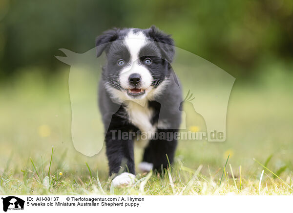 5 Wochen alter Miniature Australian Shepherd Welpe / 5 weeks old Miniature Australian Shepherd puppy / AH-08137