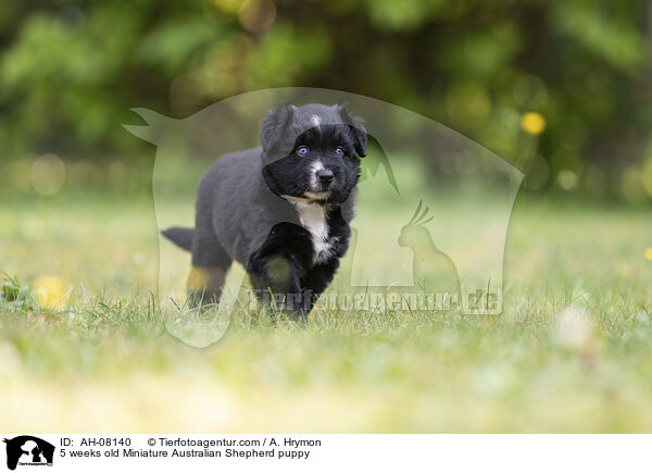 5 weeks old Miniature Australian Shepherd puppy / AH-08140