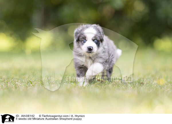 5 Wochen alter Miniature Australian Shepherd Welpe / 5 weeks old Miniature Australian Shepherd puppy / AH-08142
