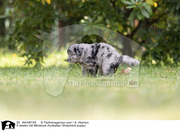 5 weeks old Miniature Australian Shepherd puppy / AH-08145