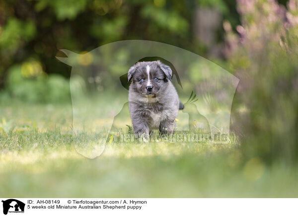 5 Wochen alter Miniature Australian Shepherd Welpe / 5 weeks old Miniature Australian Shepherd puppy / AH-08149