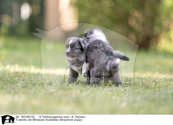 5 Wochen alter Miniature Australian Shepherd Welpe / 5 weeks old Miniature Australian Shepherd puppy / AH-08152