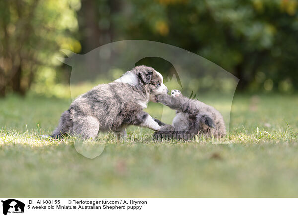 5 Wochen alter Miniature Australian Shepherd Welpe / 5 weeks old Miniature Australian Shepherd puppy / AH-08155