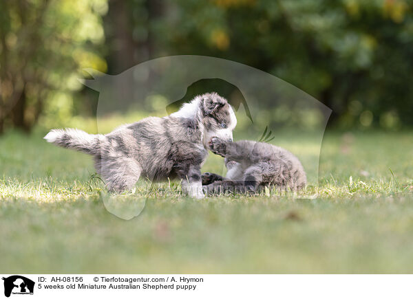5 Wochen alter Miniature Australian Shepherd Welpe / 5 weeks old Miniature Australian Shepherd puppy / AH-08156