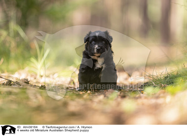 4 Wochen alter Miniature Australian Shepherd Welpe / 4 weeks old Miniature Australian Shepherd puppy / AH-08164