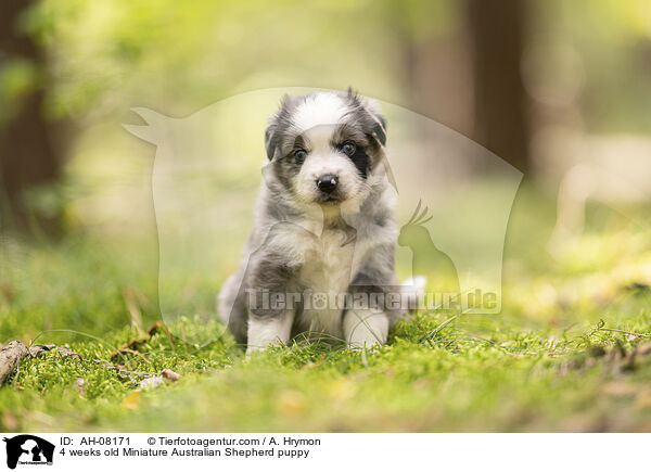 4 Wochen alter Miniature Australian Shepherd Welpe / 4 weeks old Miniature Australian Shepherd puppy / AH-08171