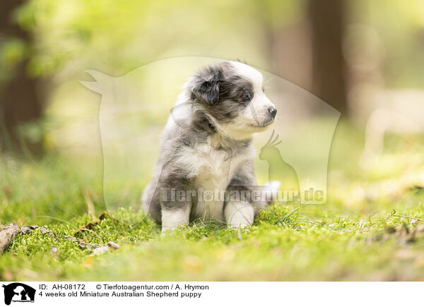 4 Wochen alter Miniature Australian Shepherd Welpe / 4 weeks old Miniature Australian Shepherd puppy / AH-08172