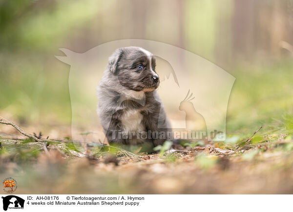 4 Wochen alter Miniature Australian Shepherd Welpe / 4 weeks old Miniature Australian Shepherd puppy / AH-08176