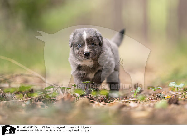 4 Wochen alter Miniature Australian Shepherd Welpe / 4 weeks old Miniature Australian Shepherd puppy / AH-08179