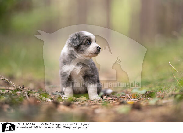 4 Wochen alter Miniature Australian Shepherd Welpe / 4 weeks old Miniature Australian Shepherd puppy / AH-08181