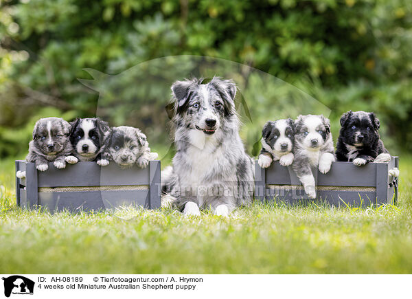 4 weeks old Miniature Australian Shepherd puppy / AH-08189