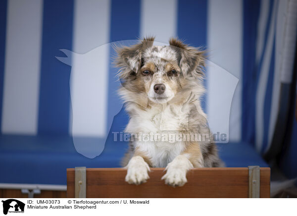 Miniature Australian Shepherd / Miniature Australian Shepherd / UM-03073