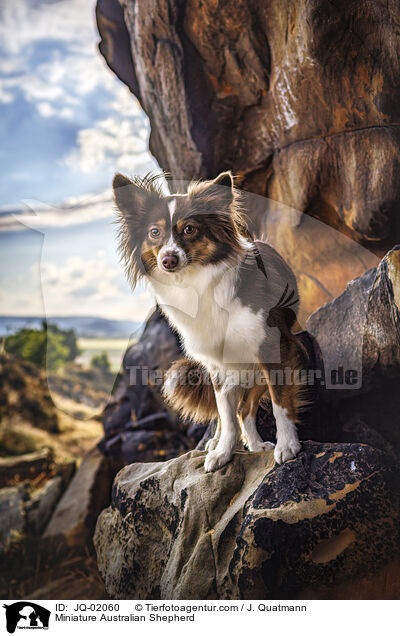 Miniature Australian Shepherd / Miniature Australian Shepherd / JQ-02060