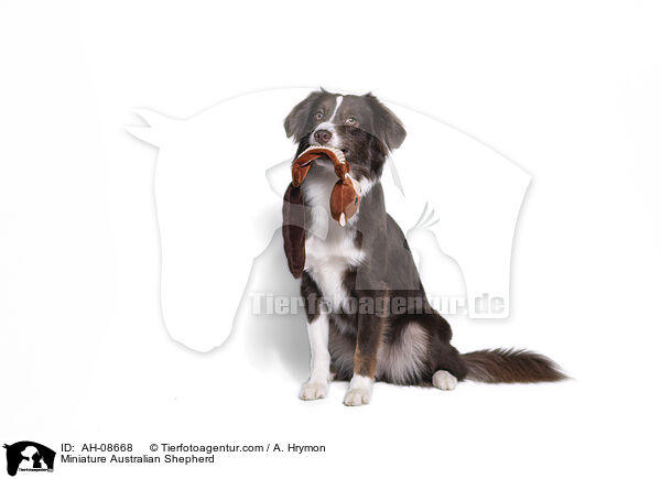 Miniature Australian Shepherd / Miniature Australian Shepherd / AH-08668