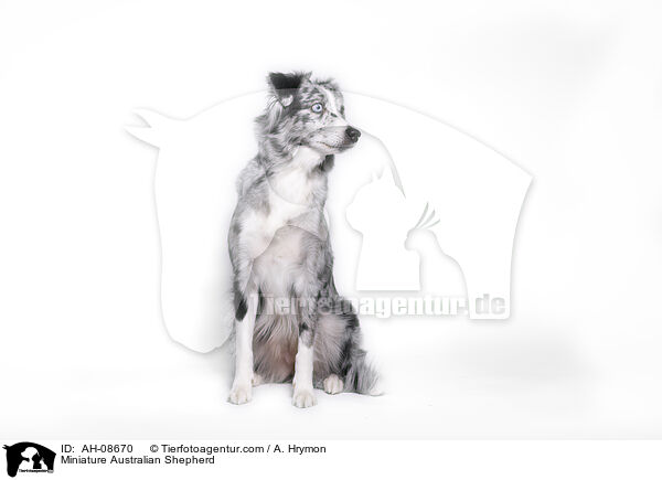 Miniature Australian Shepherd / Miniature Australian Shepherd / AH-08670