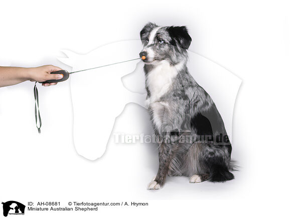 Miniature Australian Shepherd / Miniature Australian Shepherd / AH-08681