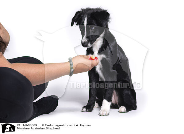 Miniature Australian Shepherd / Miniature Australian Shepherd / AH-08689
