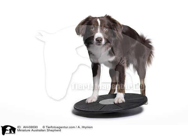 Miniature Australian Shepherd / Miniature Australian Shepherd / AH-08690