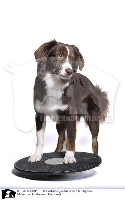 Miniature Australian Shepherd / Miniature Australian Shepherd / AH-08691