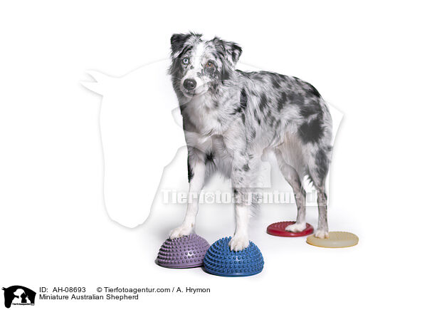 Miniature Australian Shepherd / Miniature Australian Shepherd / AH-08693