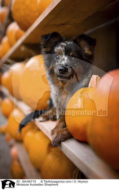 Miniature Australian Shepherd / Miniature Australian Shepherd / AH-08715
