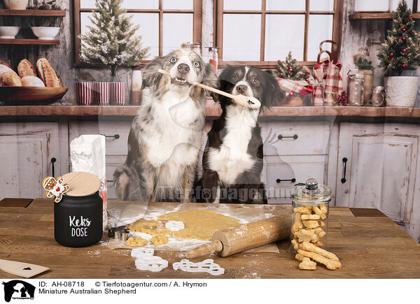 Miniature Australian Shepherd / Miniature Australian Shepherd / AH-08718