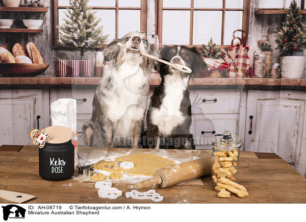 Miniature Australian Shepherd / Miniature Australian Shepherd / AH-08719