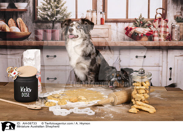 Miniature Australian Shepherd / Miniature Australian Shepherd / AH-08733