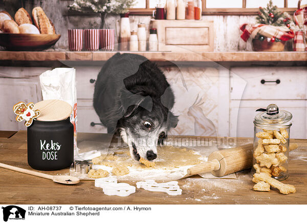 Miniature Australian Shepherd / Miniature Australian Shepherd / AH-08737