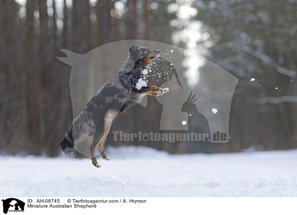 Miniature Australian Shepherd / Miniature Australian Shepherd / AH-08745