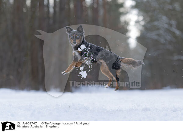 Miniature Australian Shepherd / Miniature Australian Shepherd / AH-08747