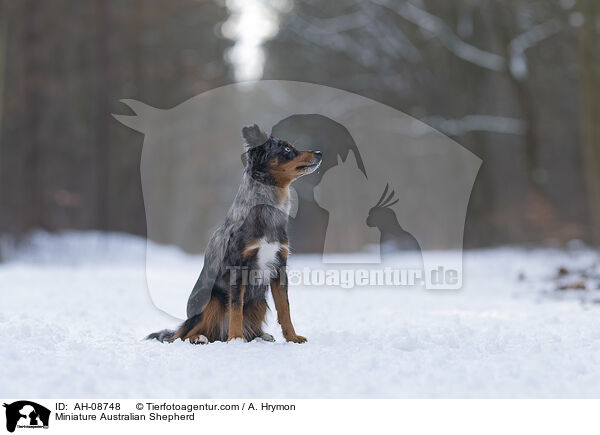 Miniature Australian Shepherd / Miniature Australian Shepherd / AH-08748