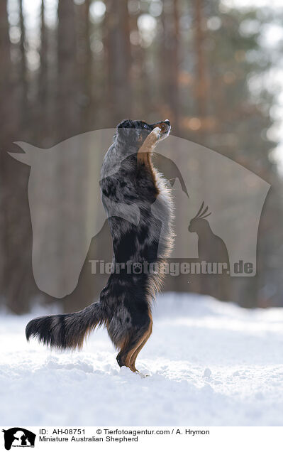 Miniature Australian Shepherd / Miniature Australian Shepherd / AH-08751