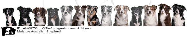 Miniature Australian Shepherd / Miniature Australian Shepherd / AH-08753