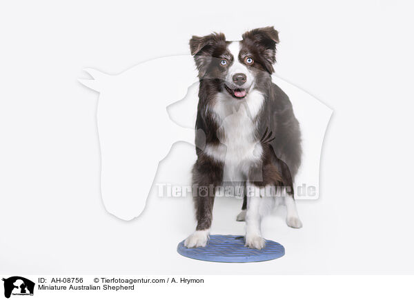 Miniature Australian Shepherd / Miniature Australian Shepherd / AH-08756