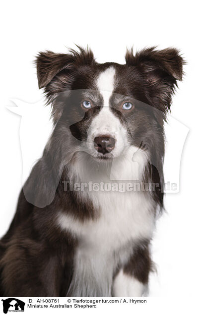 Miniature Australian Shepherd / Miniature Australian Shepherd / AH-08761