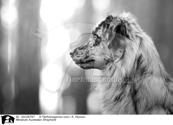 Miniature Australian Shepherd / Miniature Australian Shepherd / AH-08767