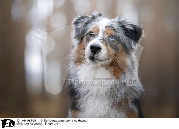 Miniature Australian Shepherd / Miniature Australian Shepherd / AH-08769