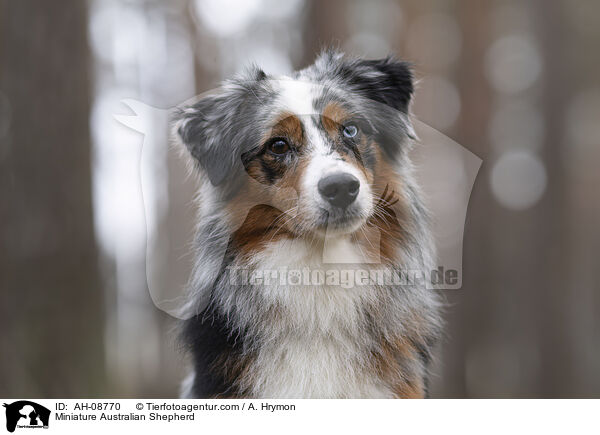 Miniature Australian Shepherd / Miniature Australian Shepherd / AH-08770