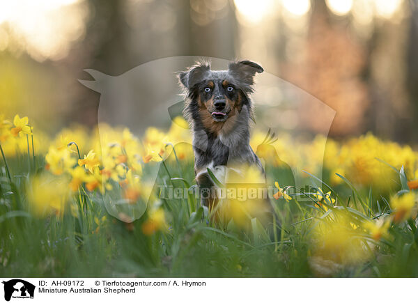 Miniature Australian Shepherd / Miniature Australian Shepherd / AH-09172