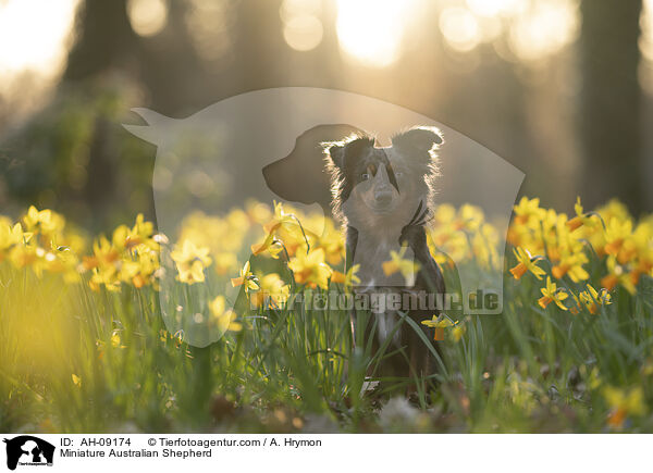 Miniature Australian Shepherd / Miniature Australian Shepherd / AH-09174