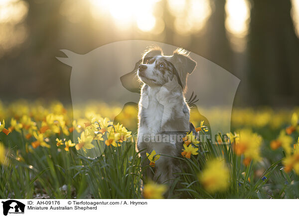 Miniature Australian Shepherd / Miniature Australian Shepherd / AH-09176