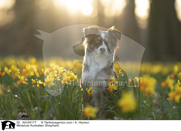 Miniature Australian Shepherd / Miniature Australian Shepherd / AH-09177